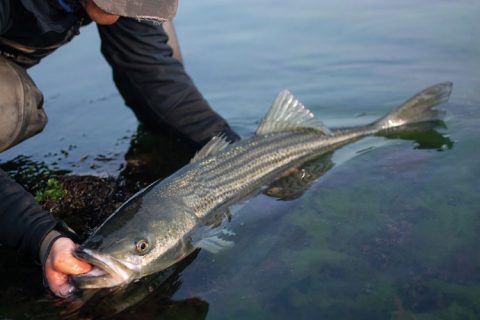 striped bass release