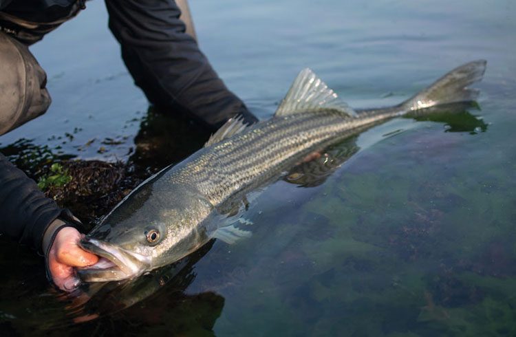 striped bass release