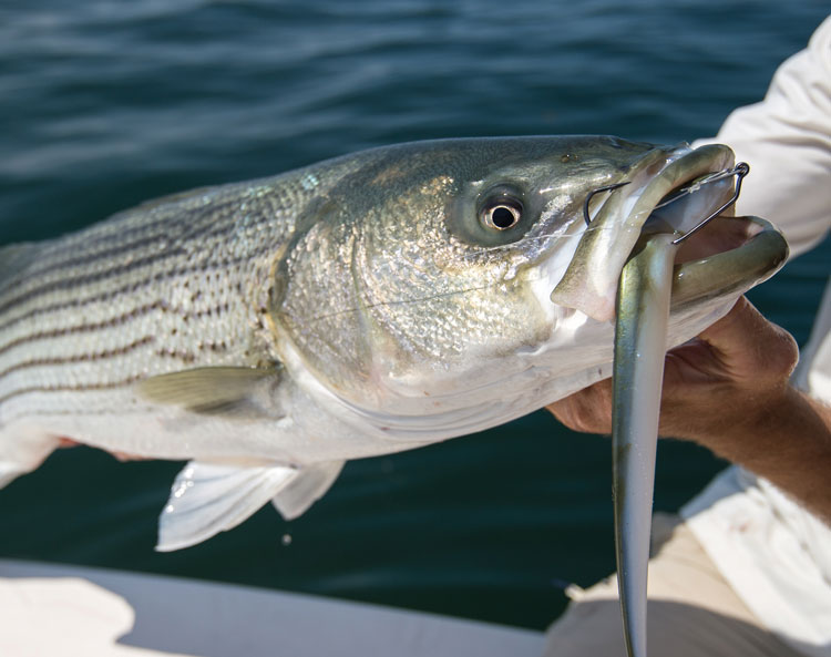 New technique/lure I learned about to target striped bass