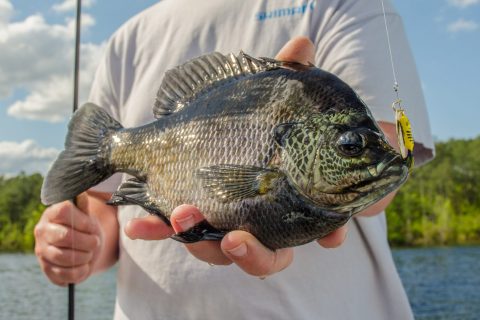 Bluegill Rejuvenation