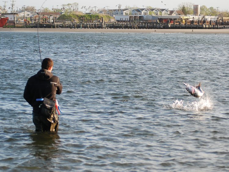 Manasquin River jumping bluefish