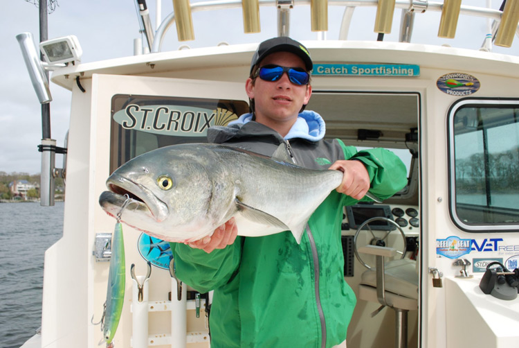 Daiwa SP Minnow bluefish