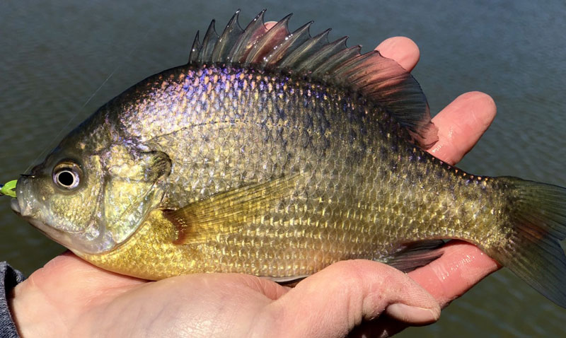 bluegill