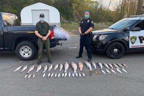 Striped Bass Poachers Caught with Gill Net