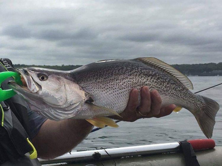 Rhode Island weakfish
