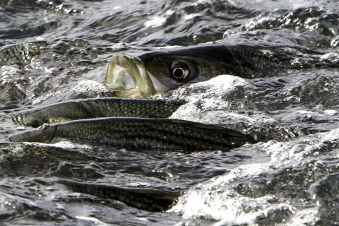 The State of Striped Bass – A Cape Ann Perspective