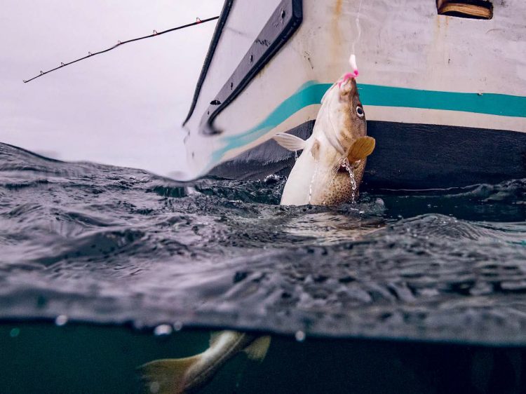 Scientists in New England may have an answers to help anglers catch more legal-sized haddock while avoiding cod.