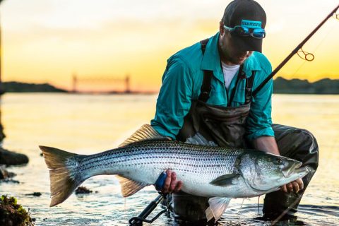 Massachusetts Closes Cape Cod Canal to Commercial Striper Fishing