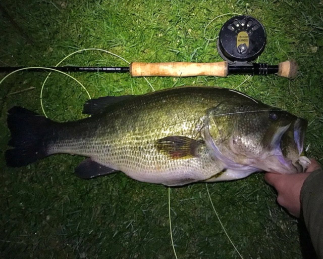 7.5 pound largemouth on the fly