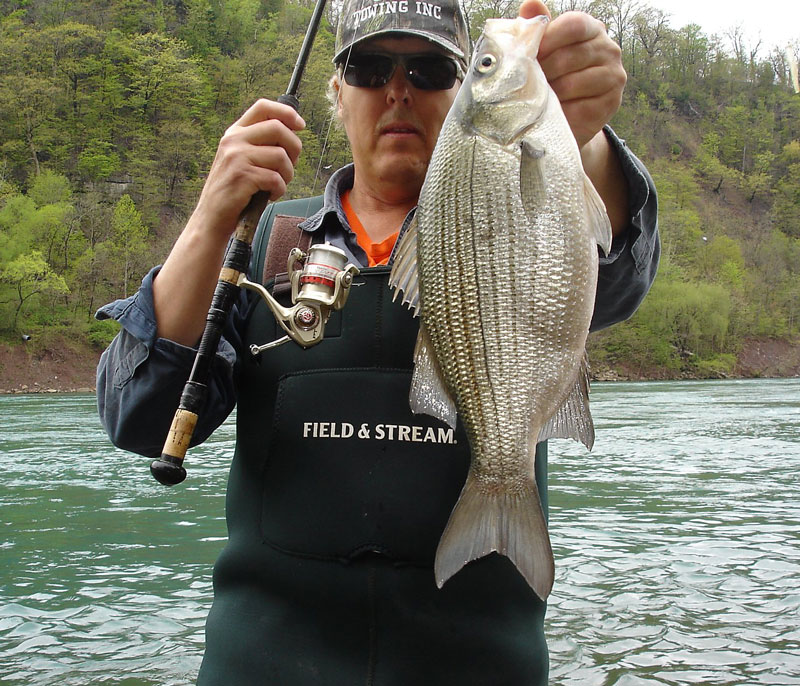 Mike Rzucidlo white bass
