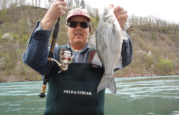 Mike Rzucidlo white bass