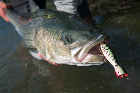 top water striped bass on Strike King