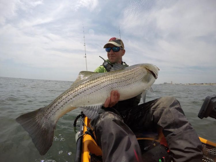 Giglio's Bait and Tackle striped bass