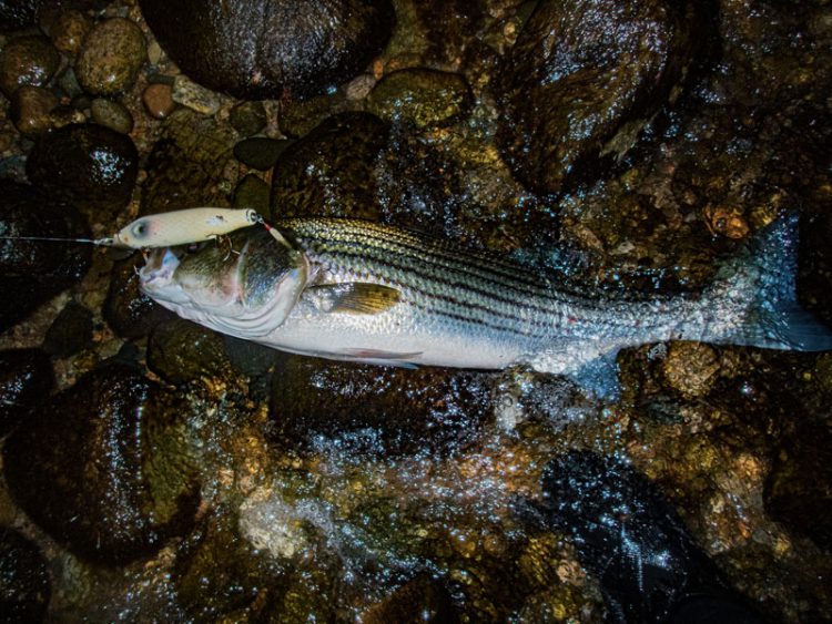 Original Pikie striped bass