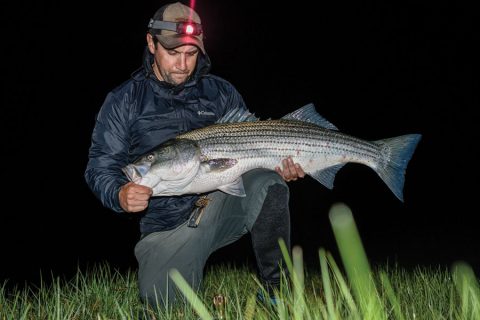 striper caught on an eel
