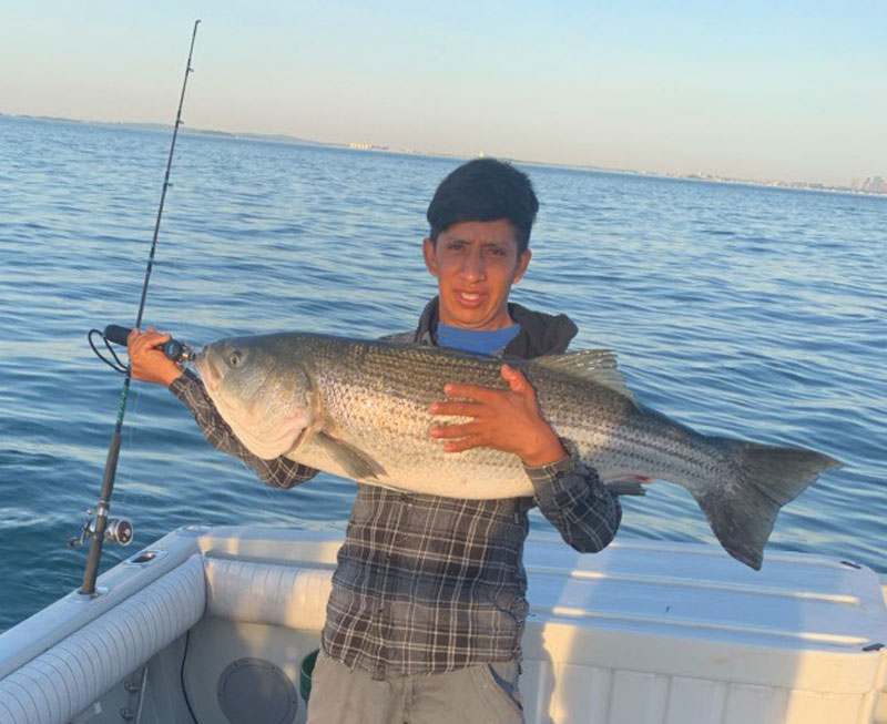 Boston harbor striped bass