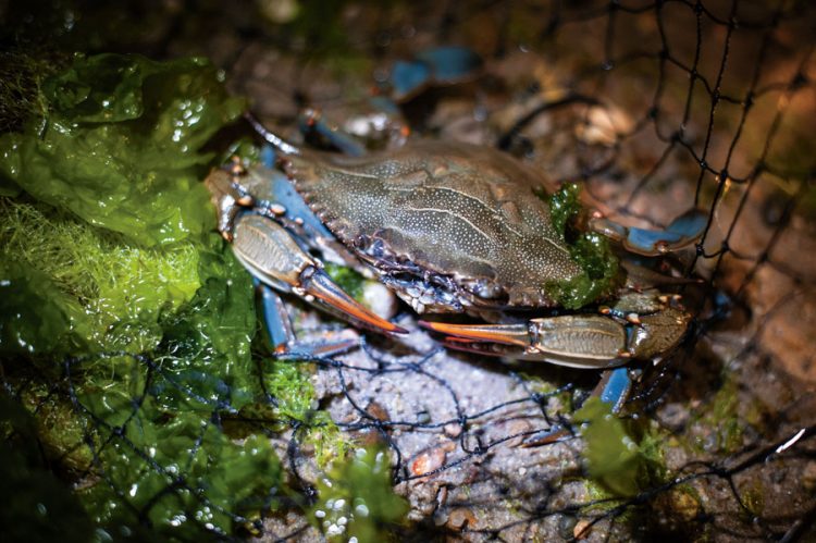 blue crab&rsquo;s scientific name, Callinectes sapidus