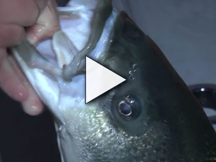 Using Side-Scanning Sonar