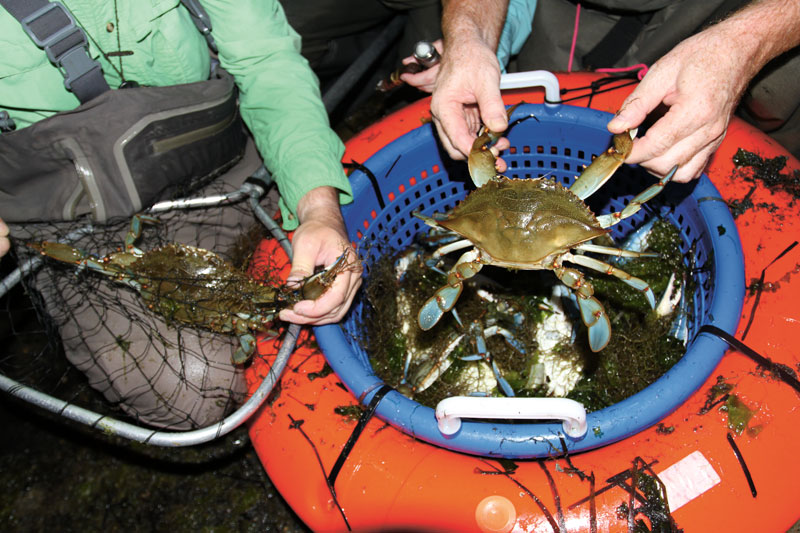 Blue Crabs at Night - On The Water