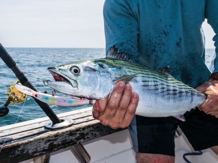 bonito on wonderbread