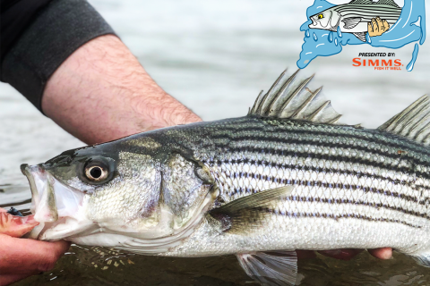 The Cheeky Schoolie Tournament goes Virtual