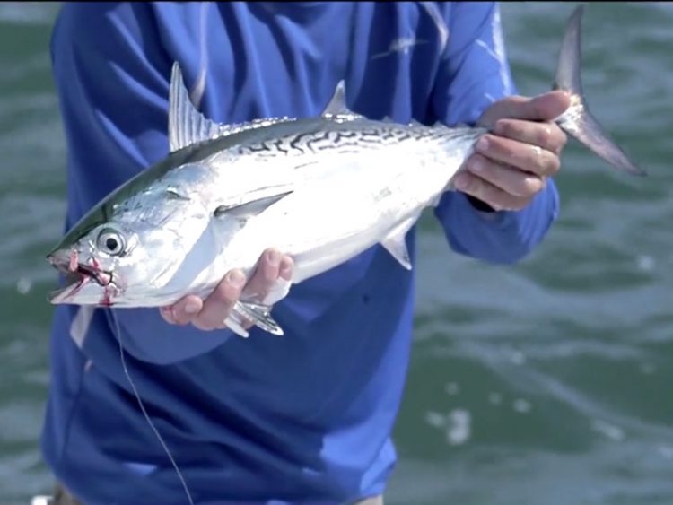 Montauk Albies On The Fly