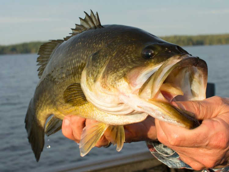 deep water largemouth bass