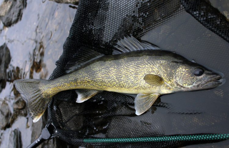 walleye