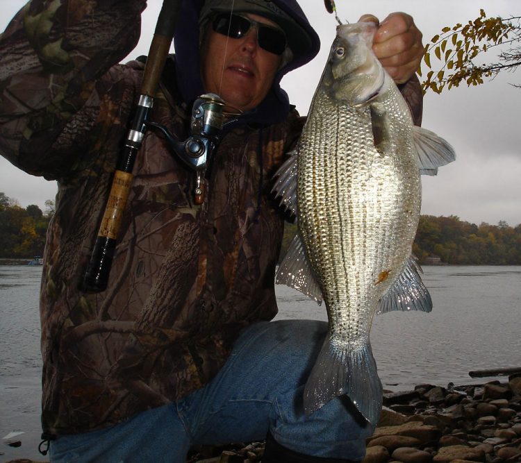 Mike Rzucidlo white bass