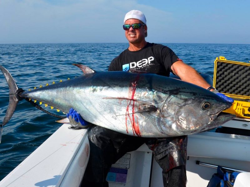 Ever been shore fishing and had a bluefin tuna grab your bass? This bloke  has, and he's now wondering whether these incredible fish might affect how  bass behave — Henry Gilbey