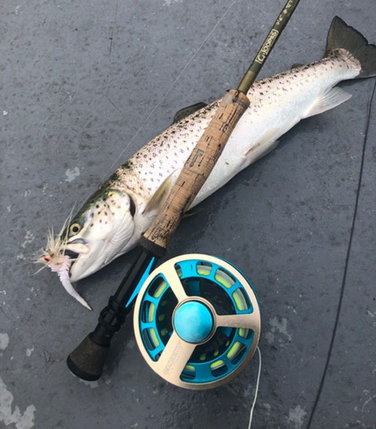 sea run brown trout on the fly