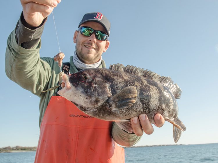 tautog