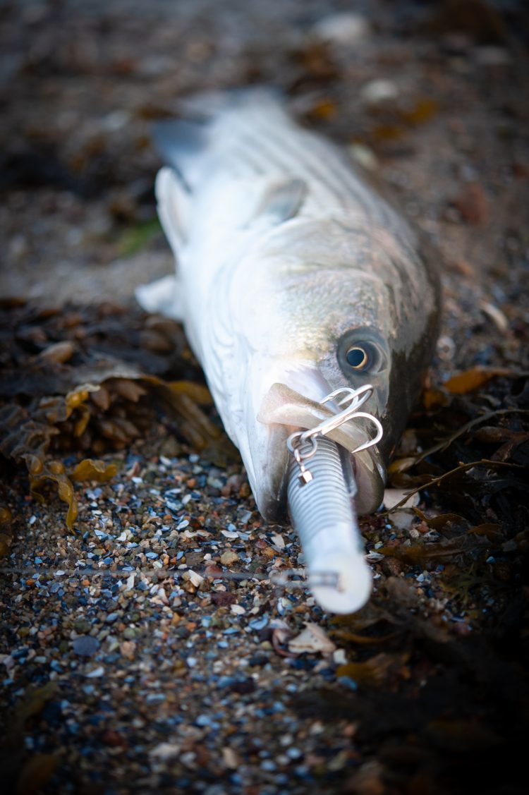 Stripers to 40-inches, back bay schoolies, and tautog on the wrecks.