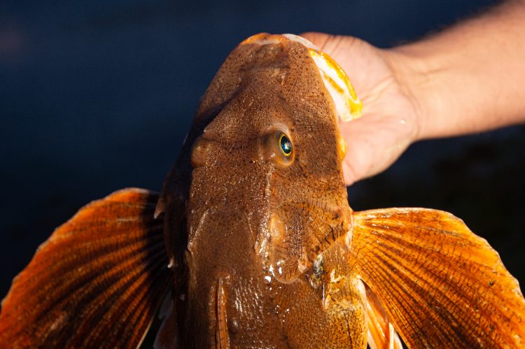 4 breakable saltwater fishing world records.