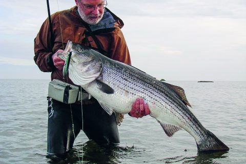 John Skinner holds a large striper caught on a pencil popper while fishing rocky shoreline.