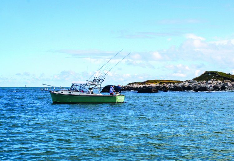 Large striped bass swim through boulder fields at night in search of food.