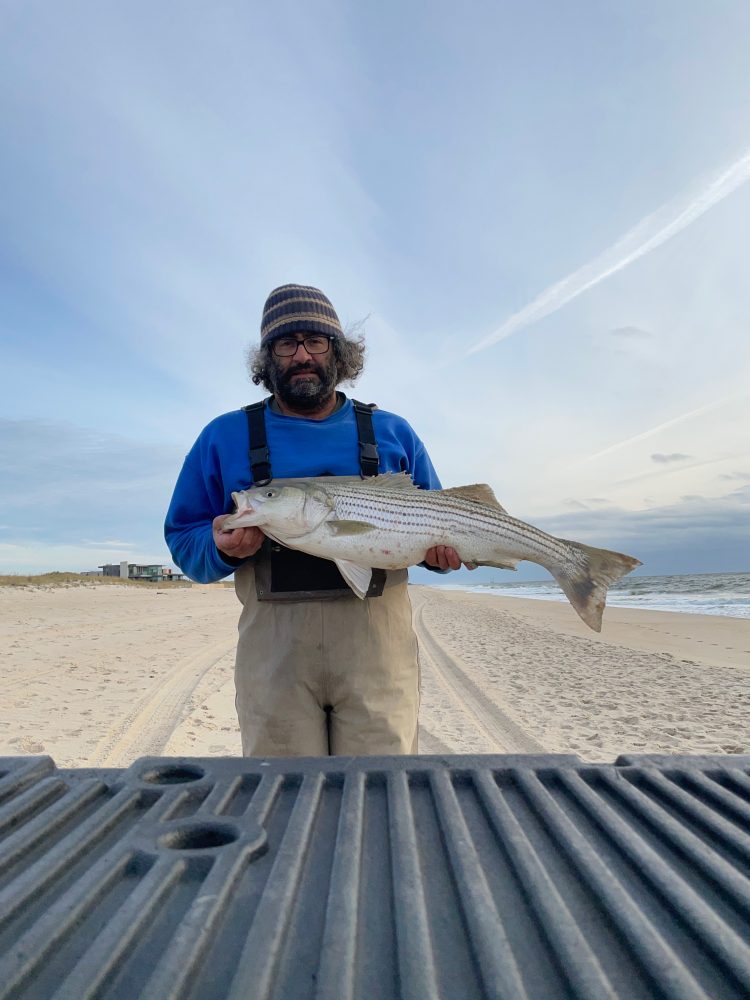A mid-teen sized striper caught in the surf.