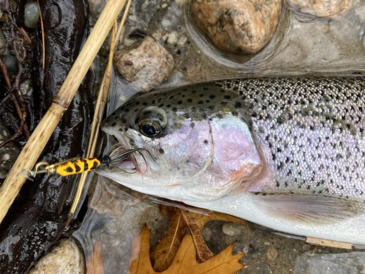 TROUT FISHING FOR BEGINNERS: Guide On How To Trout Fish, Tackle And  License, Techniques, Fly Fishing For Trout