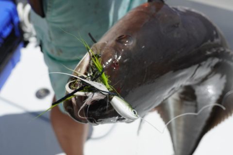 With a strong and sharp hook, the SPRO Power Bucktail Custom Jigs is great for striper, bluefish, fluke, black sea bass, and more.