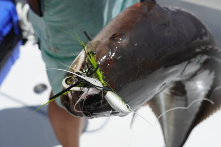 With a strong and sharp hook, the SPRO Power Bucktail Custom Jigs is great for striper, bluefish, fluke, black sea bass, and more.