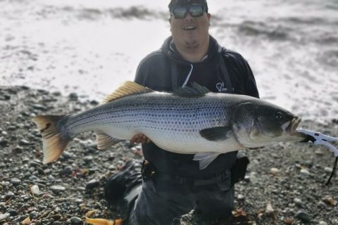 Angler Reels in 51.5-inch Nova Scotia Striper