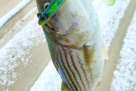 Slender lures, like soft-plastic paddletails and needlefish work well during the sand eel run.