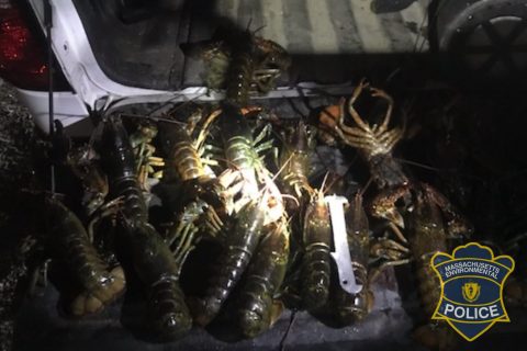 Mass. Environmental Police found two divers in illegal possession of lobsters on the north shore in early December.