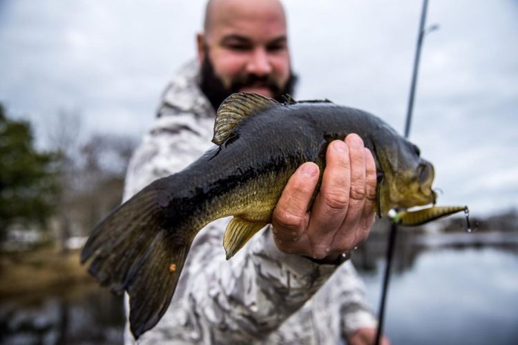Anthony DeiCicchi holding a late-December largemouth bass.