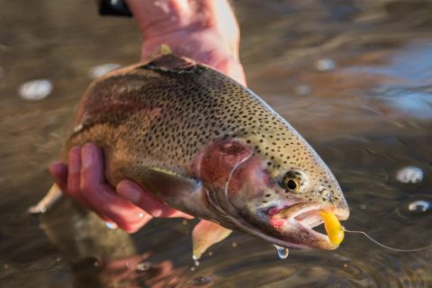 A kettle pond rainbow trout caught on a tube fly.