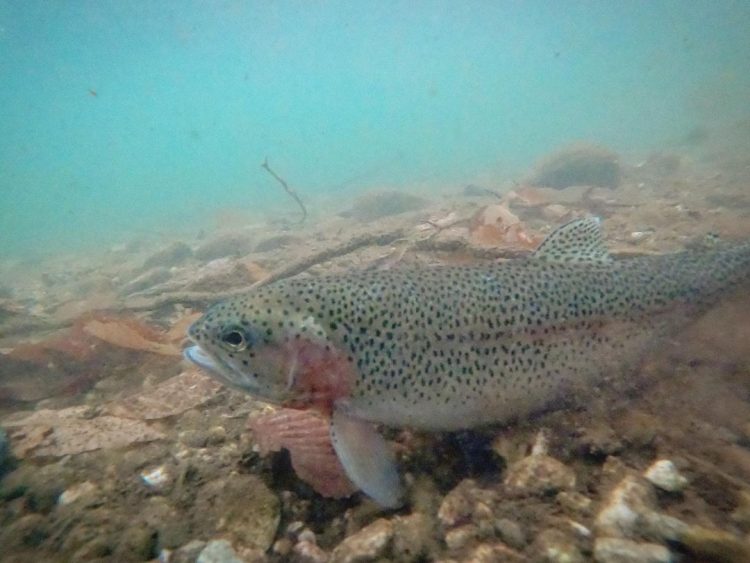The Cape Cod kettle ponds fished well over the holidays for white perch, largemouth bass, and trout.