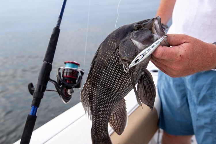 Black Sea Bass Fishing - The Setup to catch your BIGGEST black sea bass.  Part 1 of Black Sea Bass 