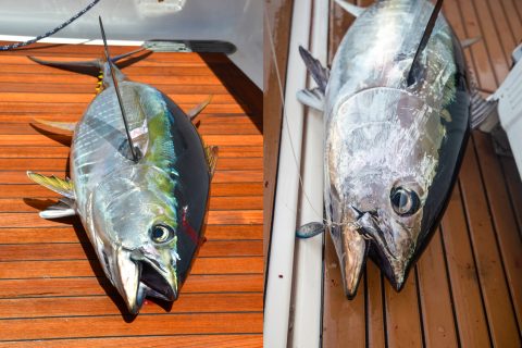 How to tell the differences between a bluefin and yellowfin tuna.