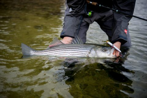 holdover striper