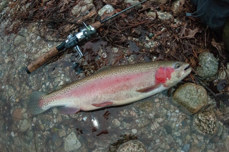 Despite the recent cold temperatures, freshwater fishing for trout and other species on the Cape is holding steady.
